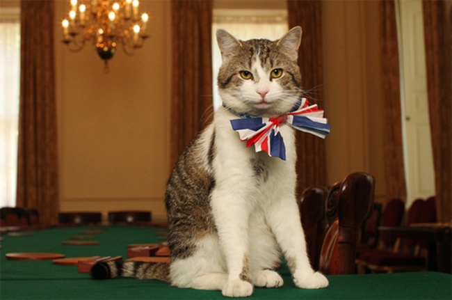 Con mèo ở dinh Thủ tướng Anh tiếp tục nhiệm kỳ mới sau khi ông Cameron rời đi - Ảnh 4.