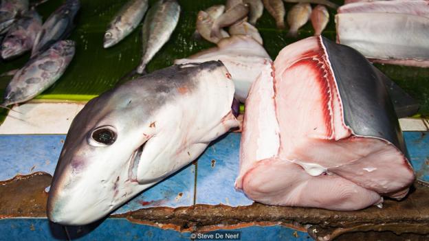 Nhờ có cá mập, đảo ngọc du lịch tại Philippines mới hồi sinh thần kì đến vậy - Ảnh 5.