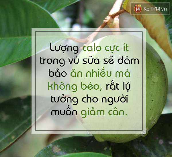 Tranh thủ ăn vú sữa vào mùa để hưởng thụ lợi ích tuyệt vời - Ảnh 5.