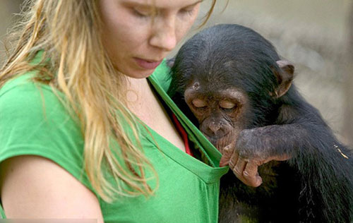 Thái Lan: Đười ươi sàm sỡ nữ du khách xinh đẹp trong Công viên Safari World - Ảnh 4.