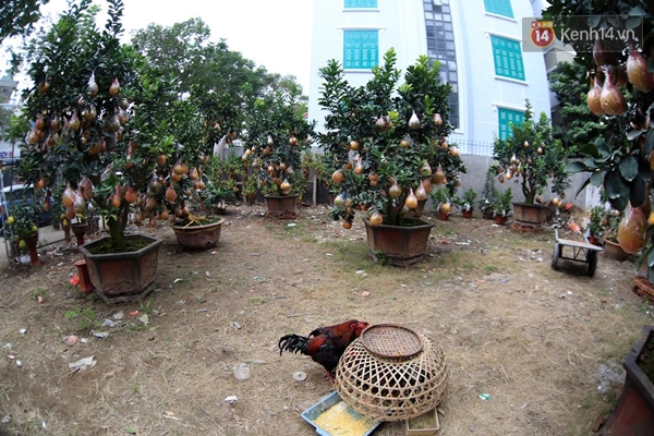 Cận cảnh c&acirc;y bưởi trăm quả gi&aacute; h&agrave;ng chục triệu đồng đ&oacute;n Tết Nguy&ecirc;n đ&aacute;n ở H&agrave; Nội - Ảnh 1.