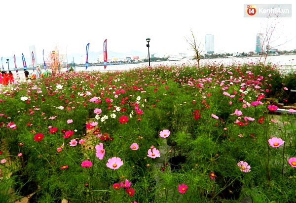 Đà Nẵng rực rỡ với những vườn hoa xuân khoe sắc bên sông Hàn - Ảnh 6.