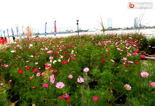 Đ&agrave; Nẵng rực rỡ với những vườn hoa xu&acirc;n khoe sắc b&ecirc;n s&ocirc;ng H&agrave;n - Ảnh 6.