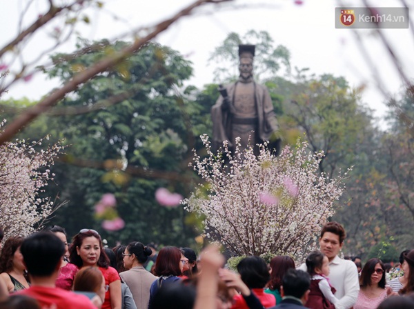 Hàng trăm cây hoa anh đào từ Nhật khoe sắc tuyệt đẹp ở Hà Nội - Ảnh 6.