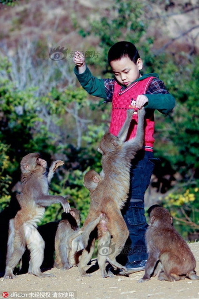 Đắng lòng người đàn ông dụ khỉ về làng làm xiếc, ngờ đâu bị chúng chiếm núi xưng Vương - Ảnh 3.