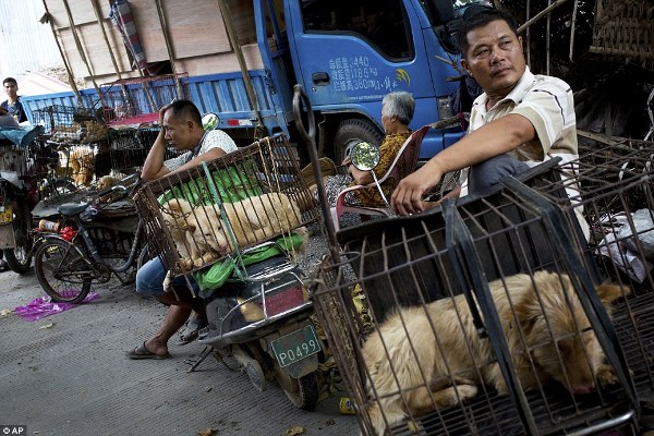Hình ảnh đáng thương của những chú chó mèo vô tội trong lễ hội thịt chó khét tiếng tại Trung Quốc - Ảnh 6.