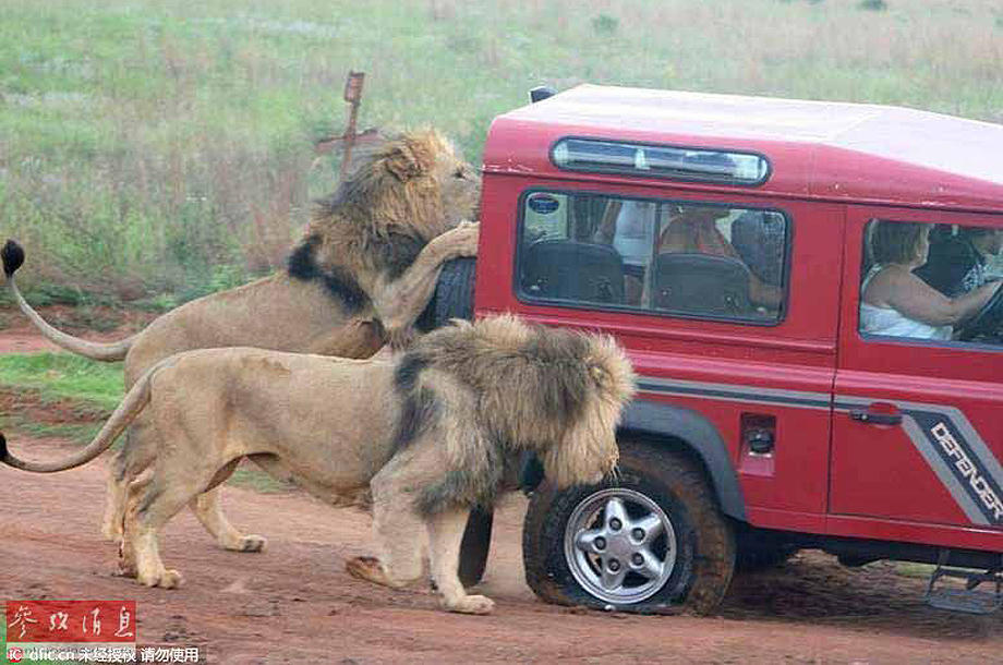 Trước vụ hổ cắn chết người trong vườn thú, biết bao tai nạn thương tâm do động vật tấn công du khách đã xảy ra - Ảnh 7. Trước vụ hổ cắn chết người trong vườn thú, biết bao tai nạn thương tâm do động vật tấn công du khách đã xảy ra - Ảnh 7.