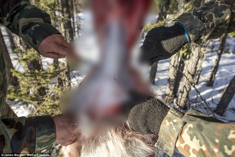 Theo ch&acirc;n những người thợ săn ở Siberia đi lột da ch&oacute; s&oacute;i - Ảnh 5.