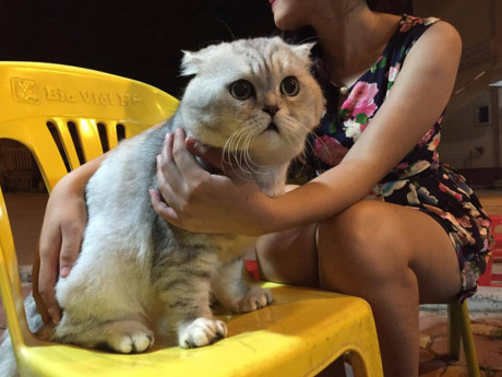 Gặp Tôm - Chú mèo khổng lồ mặt siêu ngố đang khiến cư dân mạng Việt Nam thích thú  - Ảnh 8.