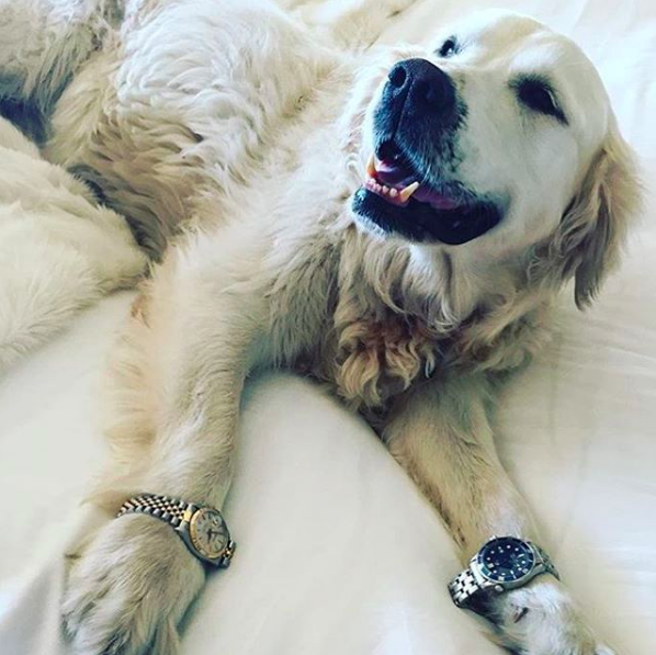 Cuộc sống sang chảnh đến phát ghen của hội... những chú chó nhà giàu trên Instagram - Ảnh 9.