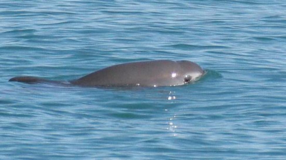 Câu chuyện nguy cấp về loài cá heo không phải ai cũng có thể tìm thấy