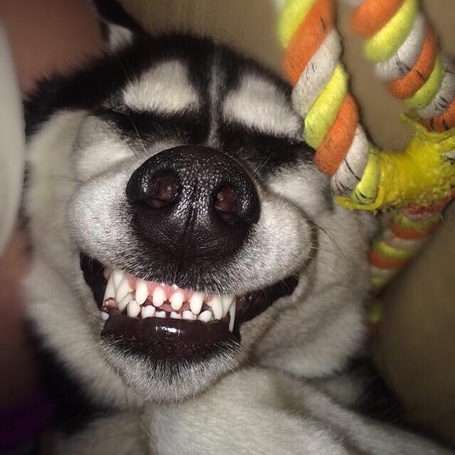 Chú chó với khuôn mặt khinh bỉ cả thế giới trở thành hiện tượng trên Instagram - Ảnh 10.