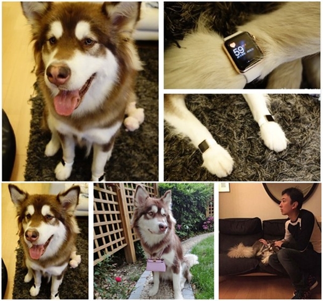 Thiếu gia giàu có nhất Trung Quốc mua hẳn 8 chiếc iPhone 7 và iPhone 7 Plus cho chó cưng - Ảnh 7.