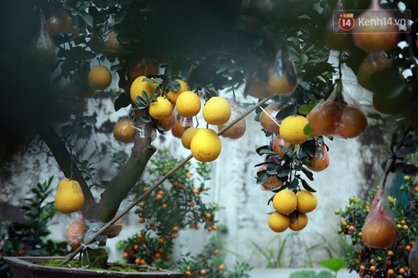 Cận cảnh c&acirc;y bưởi trăm quả gi&aacute; h&agrave;ng chục triệu đồng đ&oacute;n Tết Nguy&ecirc;n đ&aacute;n ở H&agrave; Nội - Ảnh 5.