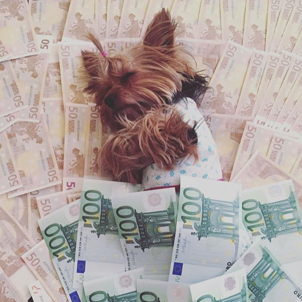Cuộc sống sang chảnh đến phát ghen của hội... những chú chó nhà giàu trên Instagram - Ảnh 10.