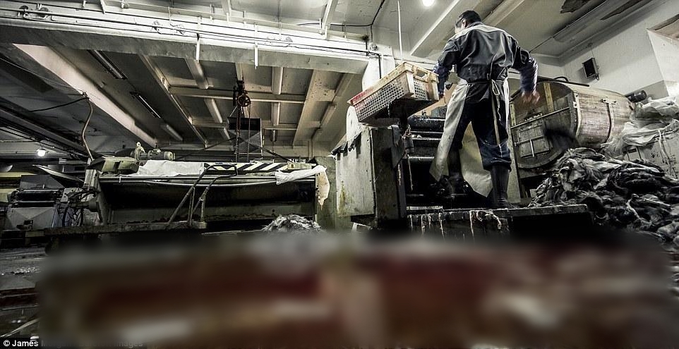 Theo ch&acirc;n những người thợ săn ở Siberia đi lột da ch&oacute; s&oacute;i - Ảnh 7.