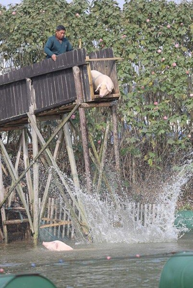 Trung Quốc: Người nông dân bắt lợn nhảy cầu mỗi ngày để nâng cao sức khỏe - Ảnh 5.