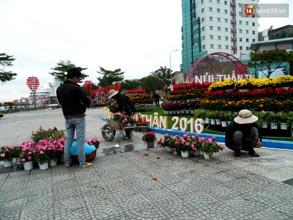 Đ&agrave; Nẵng rực rỡ với những vườn hoa xu&acirc;n khoe sắc b&ecirc;n s&ocirc;ng H&agrave;n - Ảnh 9.