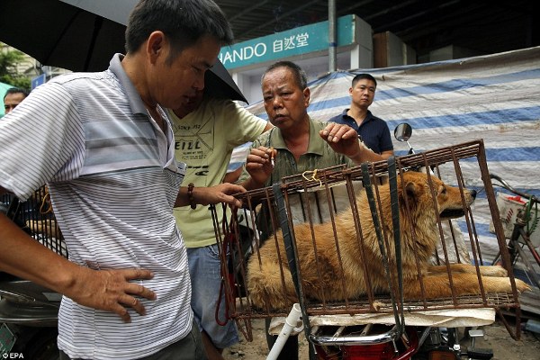 Hình ảnh đáng thương của những chú chó mèo vô tội trong lễ hội thịt chó khét tiếng tại Trung Quốc - Ảnh 9.