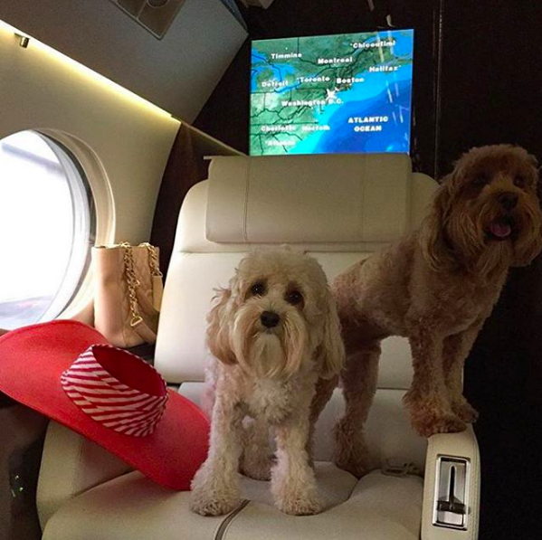 Cuộc sống sang chảnh đến phát ghen của hội... những chú chó nhà giàu trên Instagram - Ảnh 11.