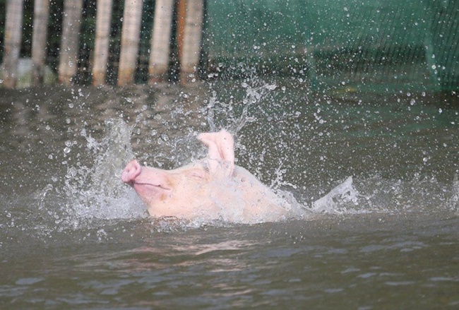 Trung Quốc: Người nông dân bắt lợn nhảy cầu mỗi ngày để nâng cao sức khỏe - Ảnh 6.