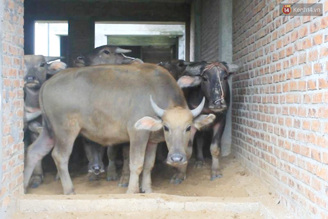 Biệt thự tiền tỷ biến thành nơi nuôi nhốt, chăn thả trâu bò ở Hà Nội - Ảnh 9.