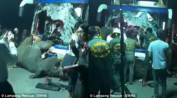 Thái Lan: Voi sổng chuồng bị xe buýt tông chết thảm thương - Ảnh 3.