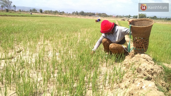 Nắng nóng lịch sử, các tỉnh Tây Nguyên công bố thiên tai - Ảnh 1.