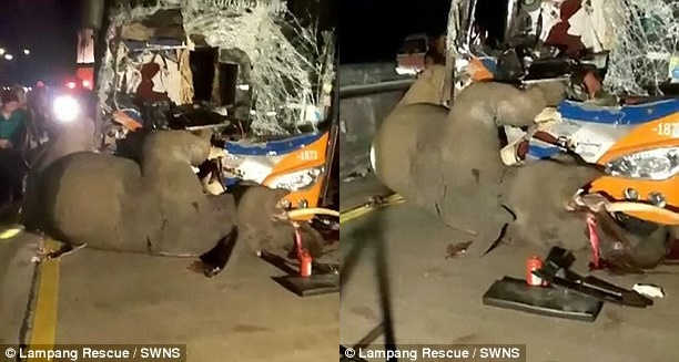 Thái Lan: Voi sổng chuồng bị xe buýt tông chết thảm thương - Ảnh 2.