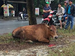 Cư dân mạng xót xa với hình ảnh chú bò đáng thương bị gãy chân, đứt đuôi bước đi khó nhọc trên đường - Ảnh 4.