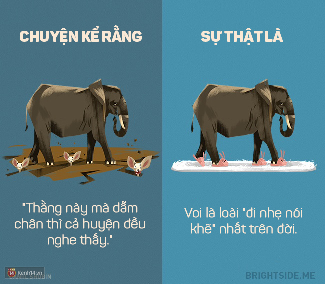 Đừng tin vào những điều ngớ ngẩn, 12 sự thật về các loài động vật đây này! - Ảnh 6.