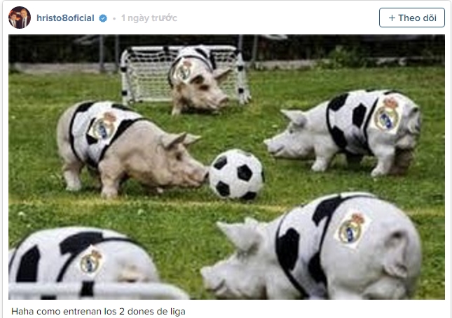 Huyền thoại Barca v&iacute; Real Madrid với... bầy heo - Ảnh 1.
