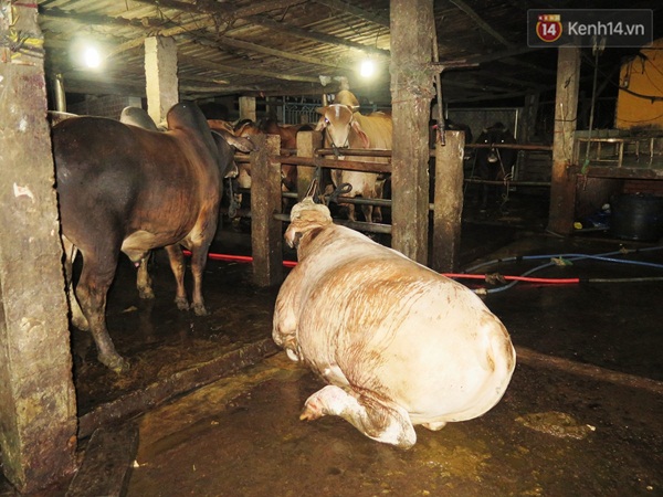 Xử phạt h&agrave;ng loạt cơ sở giết mổ c&oacute; h&agrave;nh vi bơm nước v&agrave;o gia s&uacute;c - Ảnh 2.