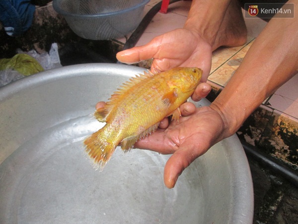 Đà Nẵng: Nông dân bắt được cá rô vàng quý hiếm, 10 triệu cũng không bán - Ảnh 1.