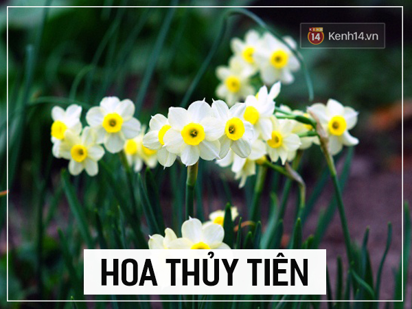 Cây cảnh để trong phòng thì đẹp nhưng hại sức khỏe khôn lường - Ảnh 6.