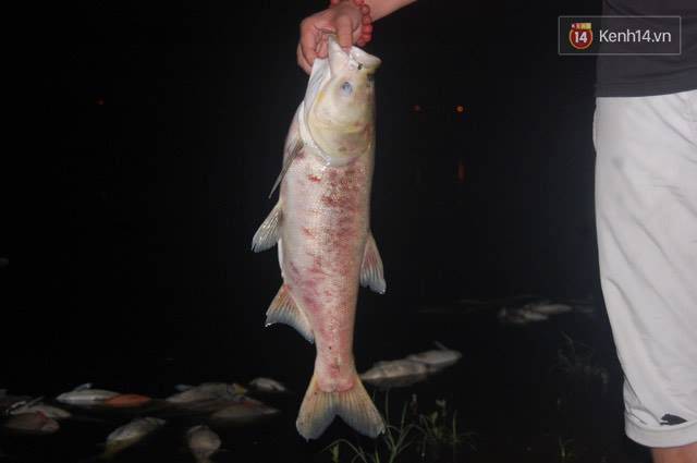 Hà Nội: Cá nặng cả cân chết bất thường ở hồ Linh Đàm, nhóm người thu dọn sạch sẽ trong đêm - Ảnh 7.