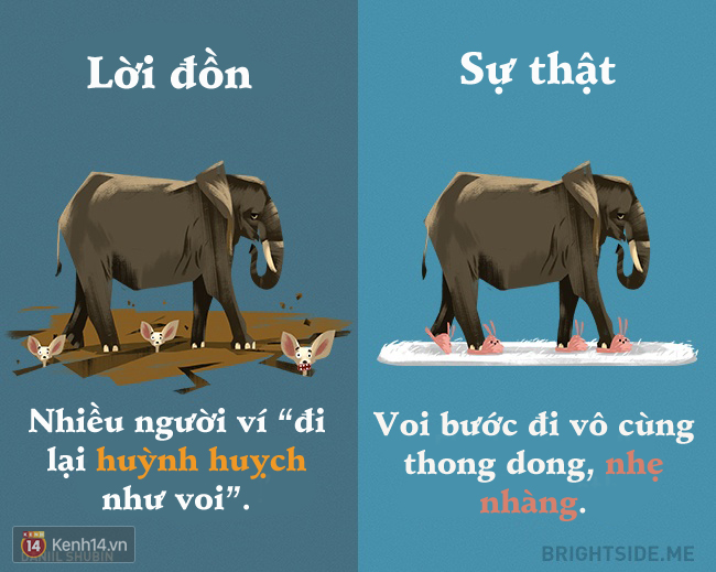 Cười rụng rốn từ lời đồn đến sự thật về các loài động vật - Ảnh 6.