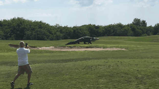 Sốc với cảnh tượng c&aacute; sấu khổng lồ đi dạo tr&ecirc;n s&acirc;n golf - Ảnh 2.