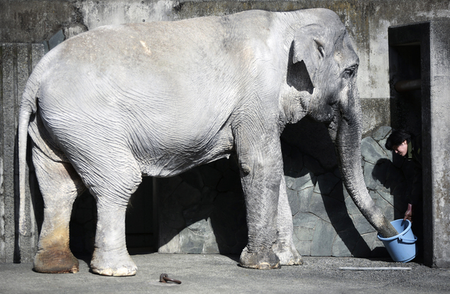 Con voi cô độc nhất thế giới, đã chết tại chính vườn thú giam cầm nó suốt 67 năm qua... - Ảnh 2.
