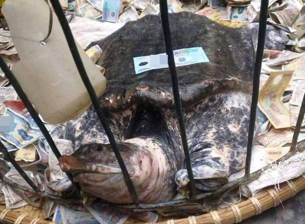 Ba ba khủng có người trả 150 triệu đồng đã được thả - Ảnh 1.