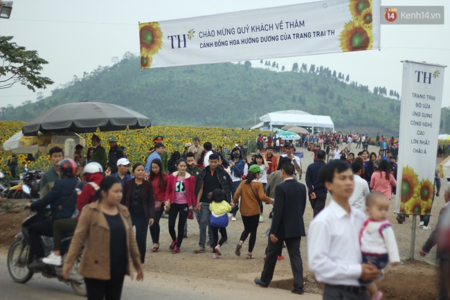 Hàng trăm người kéo đến cánh đồng hoa hướng dương lớn nhất Việt Nam trước ngày khai hội - Ảnh 1.