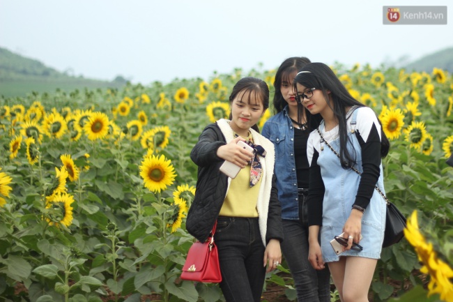 Hàng trăm người kéo đến cánh đồng hoa hướng dương lớn nhất Việt Nam trước ngày khai hội - Ảnh 10.