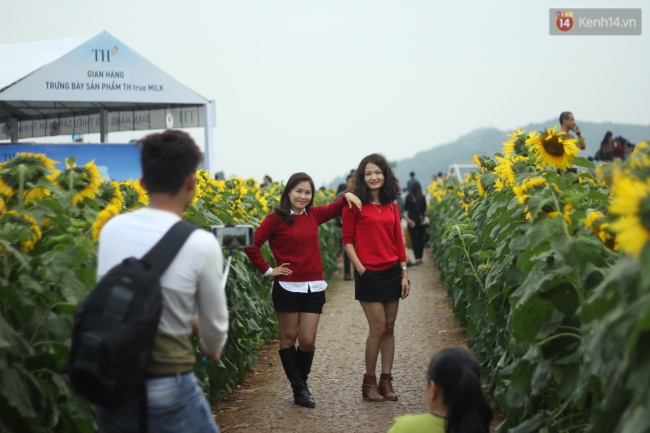 Hàng trăm người kéo đến cánh đồng hoa hướng dương lớn nhất Việt Nam trước ngày khai hội - Ảnh 11.