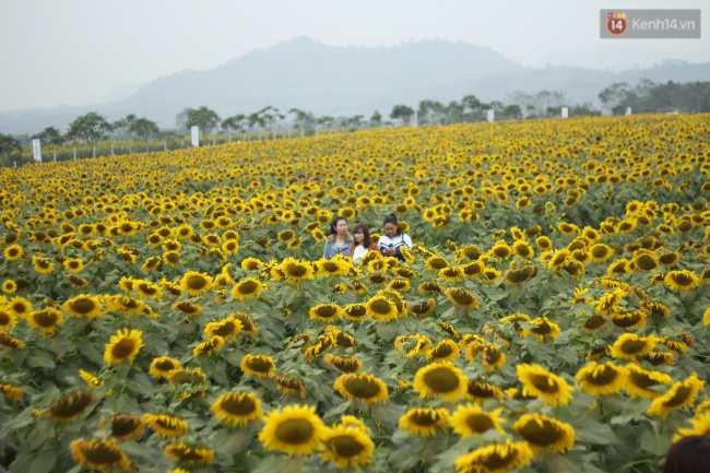 Hàng trăm người kéo đến cánh đồng hoa hướng dương lớn nhất Việt Nam trước ngày khai hội - Ảnh 2.