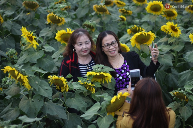 Hàng trăm người kéo đến cánh đồng hoa hướng dương lớn nhất Việt Nam trước ngày khai hội - Ảnh 6.
