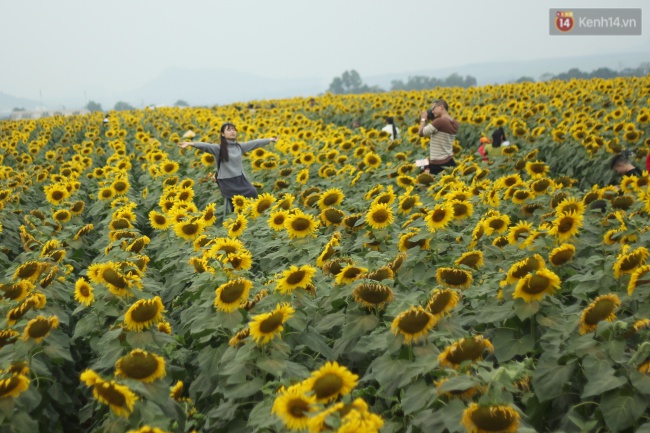 Hàng trăm người kéo đến cánh đồng hoa hướng dương lớn nhất Việt Nam trước ngày khai hội - Ảnh 8.