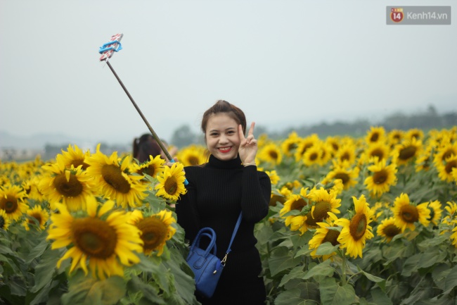 Hàng trăm người kéo đến cánh đồng hoa hướng dương lớn nhất Việt Nam trước ngày khai hội - Ảnh 9.