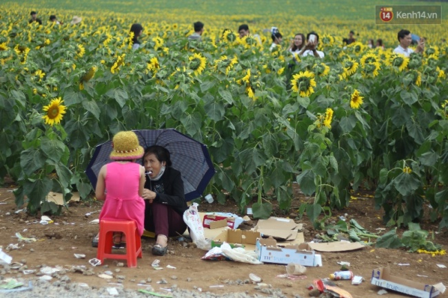 Khung cảnh nhếch nhác tại cánh đồng hoa hướng dương lớn nhất Việt Nam - Ảnh 14.