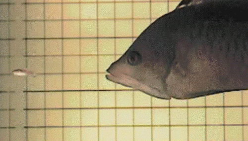 Đây chính là loài cá có cái miệng xấu nhất quả đất - Ảnh 1.
