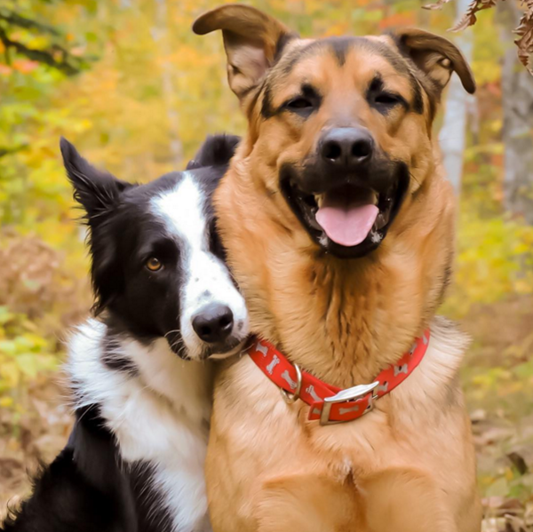 Khi nhìn thấy cặp đôi chó lãng mạn này ôm nhau, bạn có thể cảm nhận được tình yêu và sự kết nối đặc biệt giữa chúng. Bức ảnh này thật là đáng yêu và khiến bạn muốn gặp gỡ và yêu một con chó ngay lập tức.